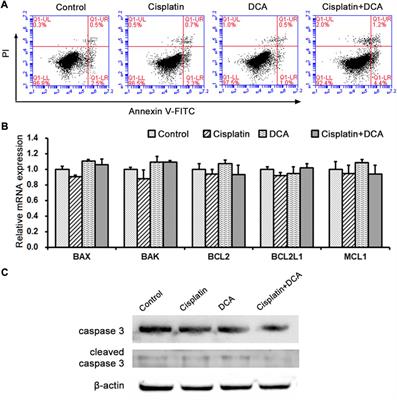 Metabolic reprogramming induced by DCA enhances cisplatin sensitivity through increasing mitochondrial oxidative stress in cholangiocarcinoma